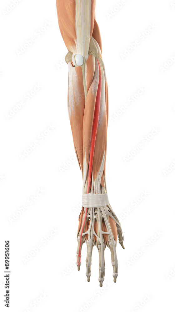 medically accurate illustration of the extensor digiti minimi medically accurate illustration of the extensor digiti minimi