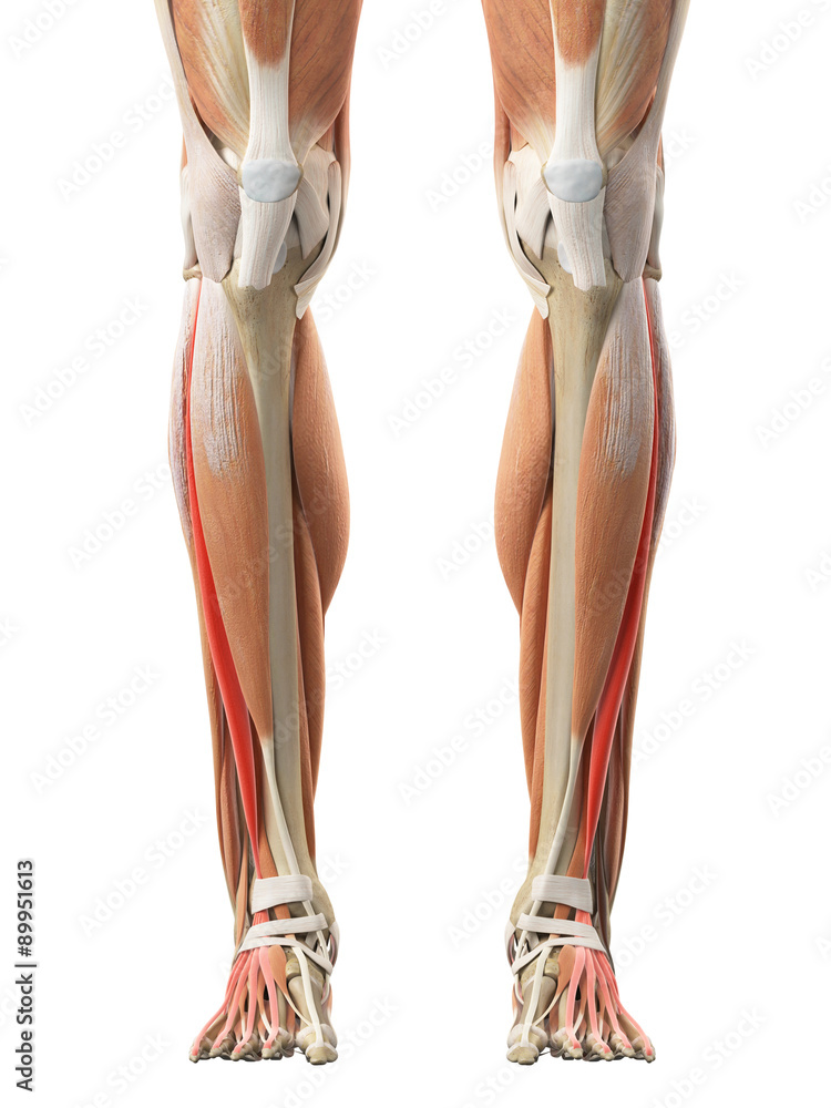 medically accurate illustration of the extensor digitorum longus medically accurate illustration of the extensor digitorum longus