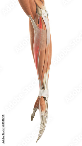 medically accurate illustration of the flexor carpi radialis