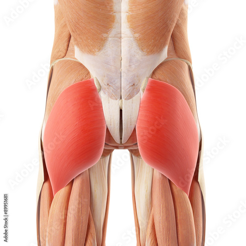 Photography medically accurate illustration of the gluteus maximus