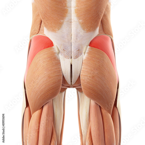 medically accurate illustration of the gluteus medius photo