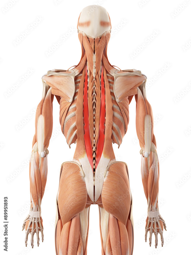 medically accurate illustration of the longissimus thoracis medically accurate illustration of the longissimus thoracis