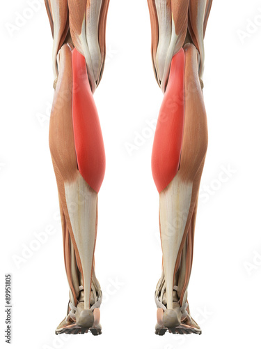 medically accurate illustration of the gastrocnemius medial head photo