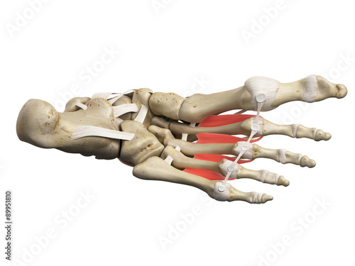 medically accurate illustration of the dorsal interosseous muscles