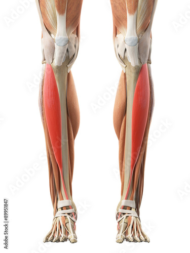 medically accurate illustration of the tibialis anterior