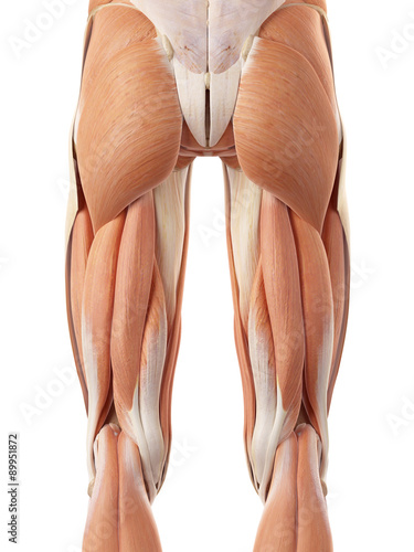 medically accurate illustration of the posterior leg muscles