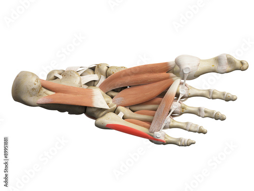 Tableau sur toile medically accurate illustration of the flexor digiti minimi brevis