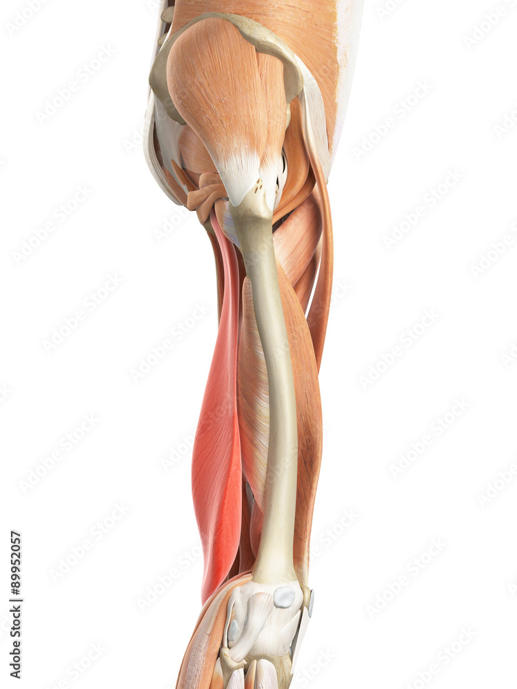 medically accurate illustration of the semimembranosus medically accurate illustration of the semimembranosus