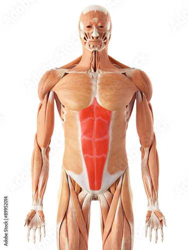 medically accurate illustration of the rectus abdominis photo