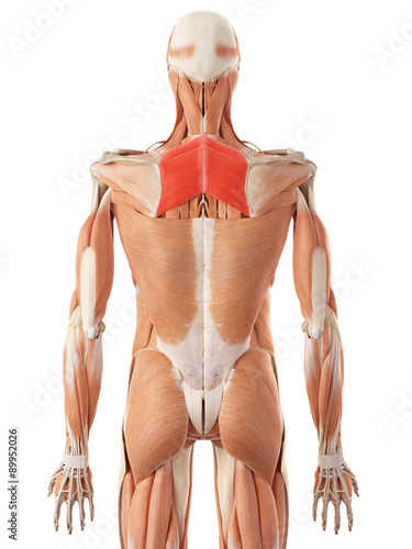 Принти на полотні medically accurate illustration of the rhomboid