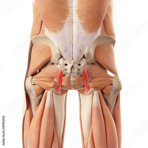 medically accurate illustration of the sacrotuberous ligament photo