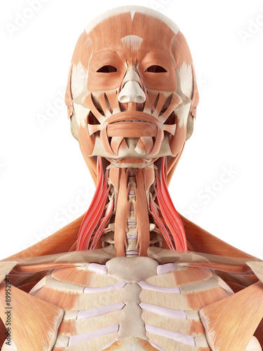 medically accurate illustration of the middle scalene