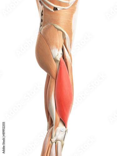 medically accurate illustration of the vastus lateralis photo