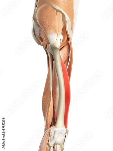 medically accurate illustration of the vastus medialis