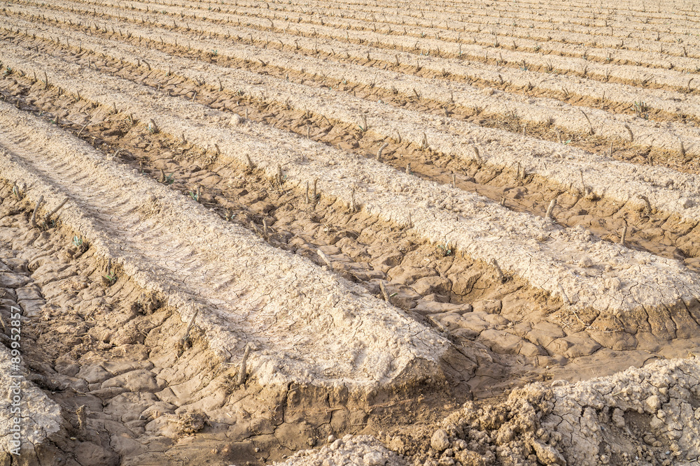 Drought in the field / In the picture we can see the effects of drought in an orchard, the earth cracks and everything is dry Drought in the field / In the picture we can see the effects of drought in an orchard, the earth cracks and everything is dry