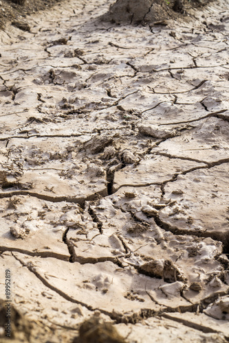 Drought in the field / In the picture we can see the effects of drought in an orchard, the earth cracks and everything is dry