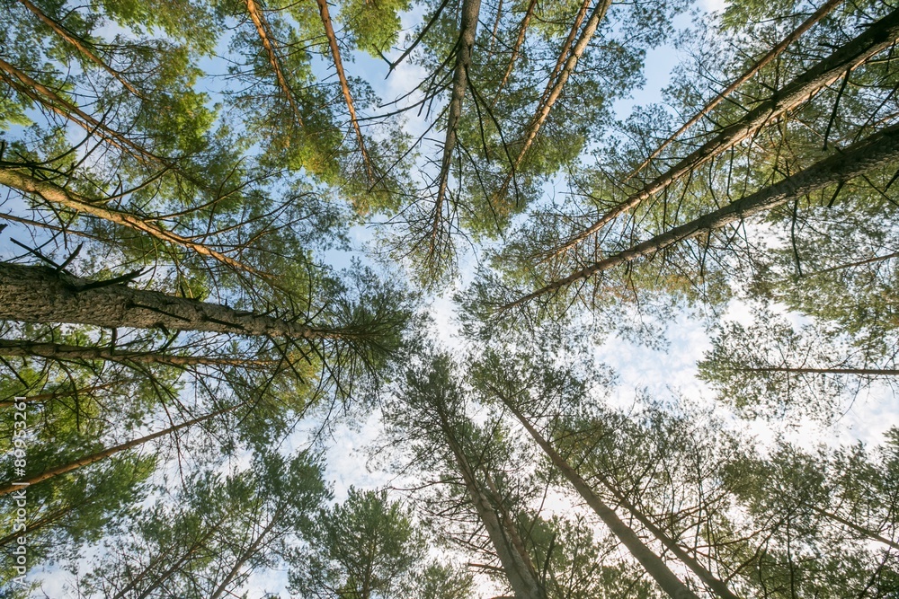 Fototapeta premium Beautiful pine forest - below view