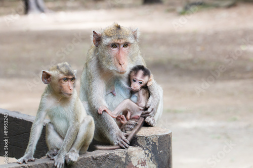 Monkey family