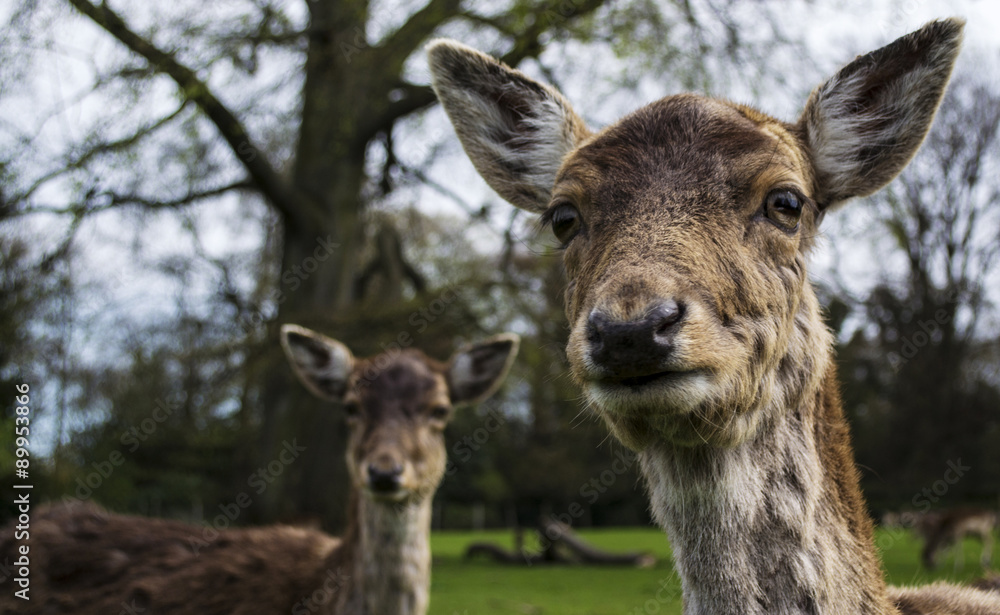 Inquisitive looking deer