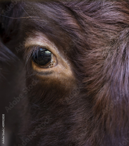 Close up on the eye of a bull