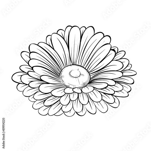 beautiful monochrome black and white daisy flower isolated on white background