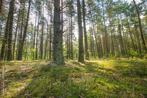 Beautiful summer pine forest