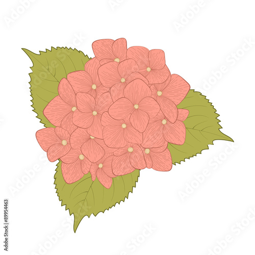 beautiful flower hydrangea isolated on white background