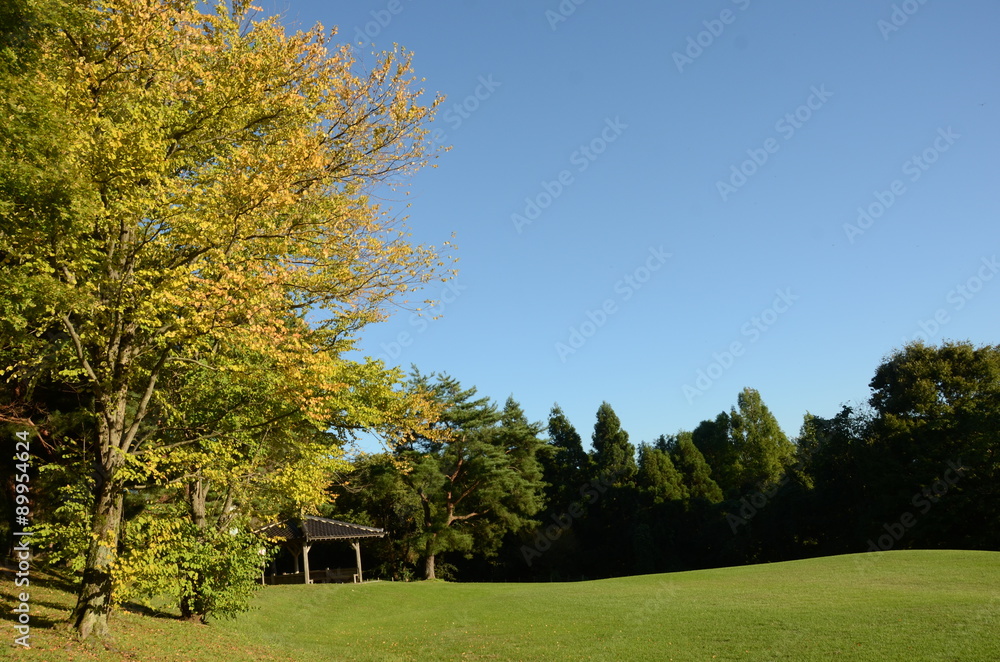 Fototapeta premium 紅葉と青空