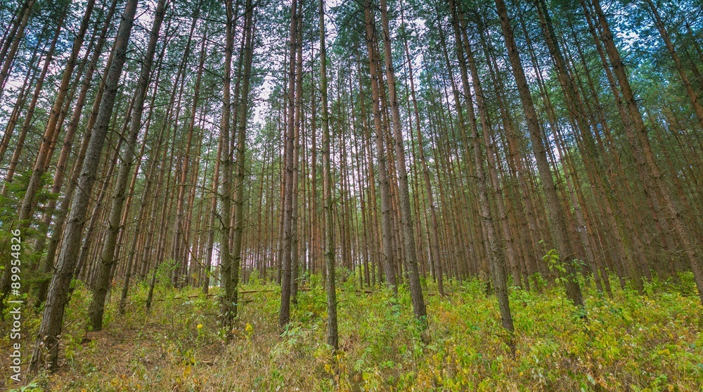Fototapeta premium Beautiful summer pine forest