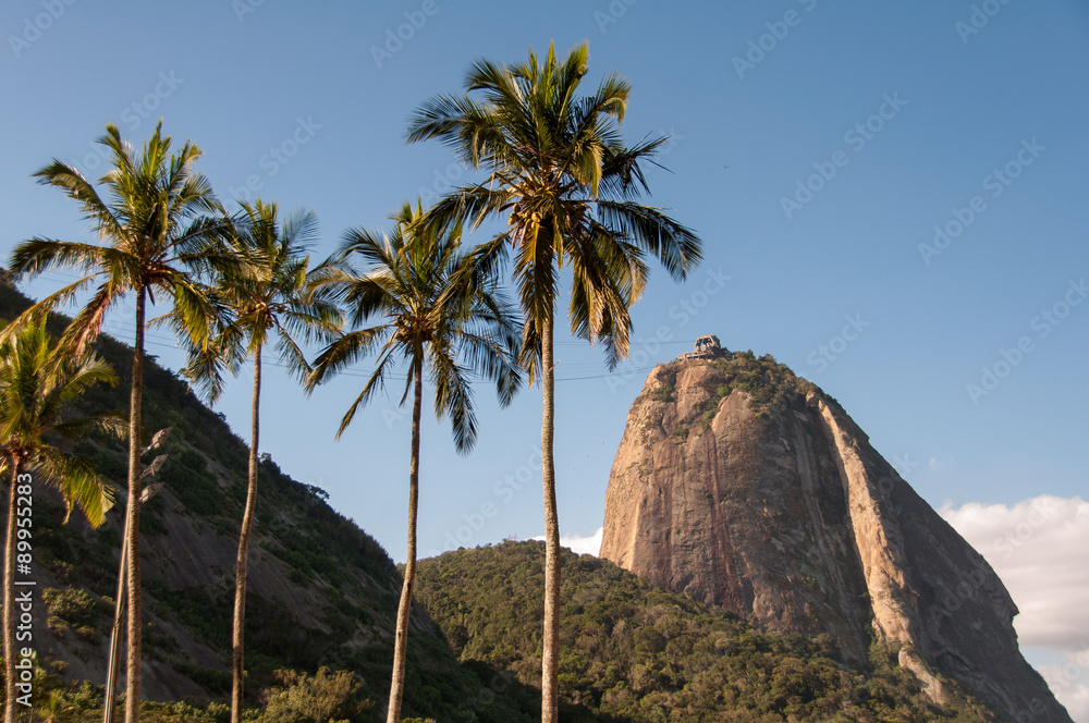 Sugarloaf Mountain and Palm Trees in Rio de Janeiro