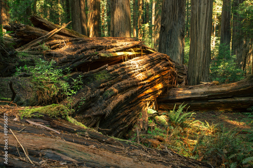 Old Fallen Giant Redwood Tree
