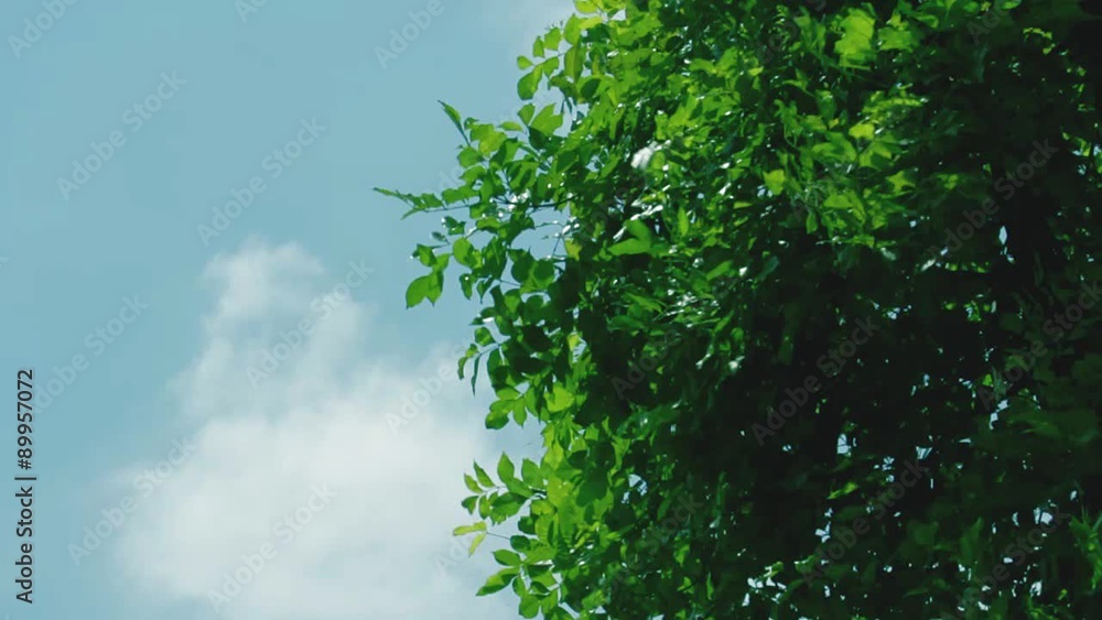 Green leaves with fresh sky Green leaves with fresh sky