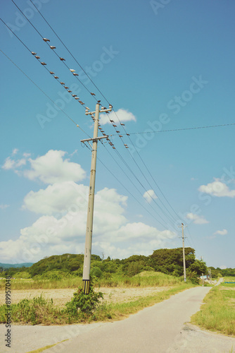 電線に留まる鳩 © mtaira