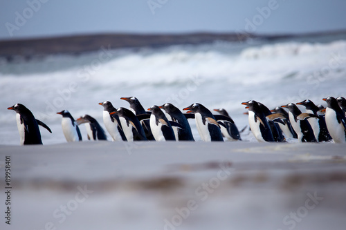 Gentoo Penguin (Pygoscelis papua) marching out from the surf.