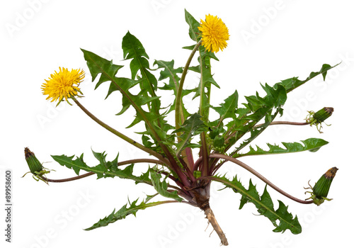 Medicinal plant: Dandelion (Taraxacum officinale) photo