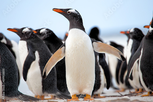 Gentoo Penguins (Pygoscelis papua) Falkland Islands.