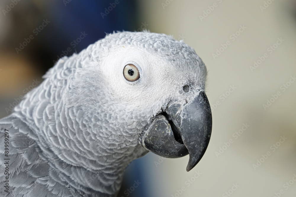 Obraz premium Portrait of African grey parrot