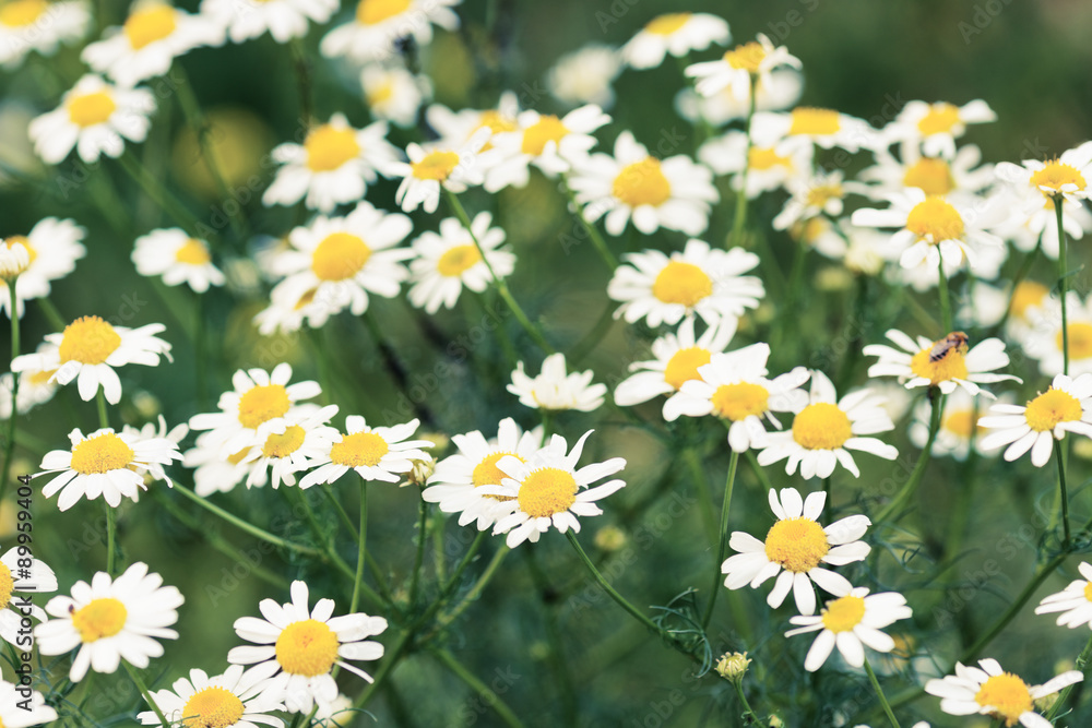 Fototapeta premium Wild chamomile on a meadow.