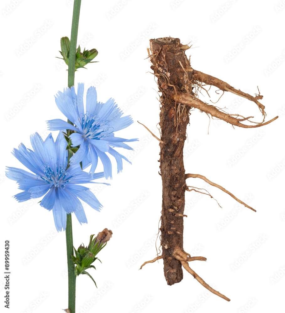 Fototapeta premium Medicinal plant: Chicory