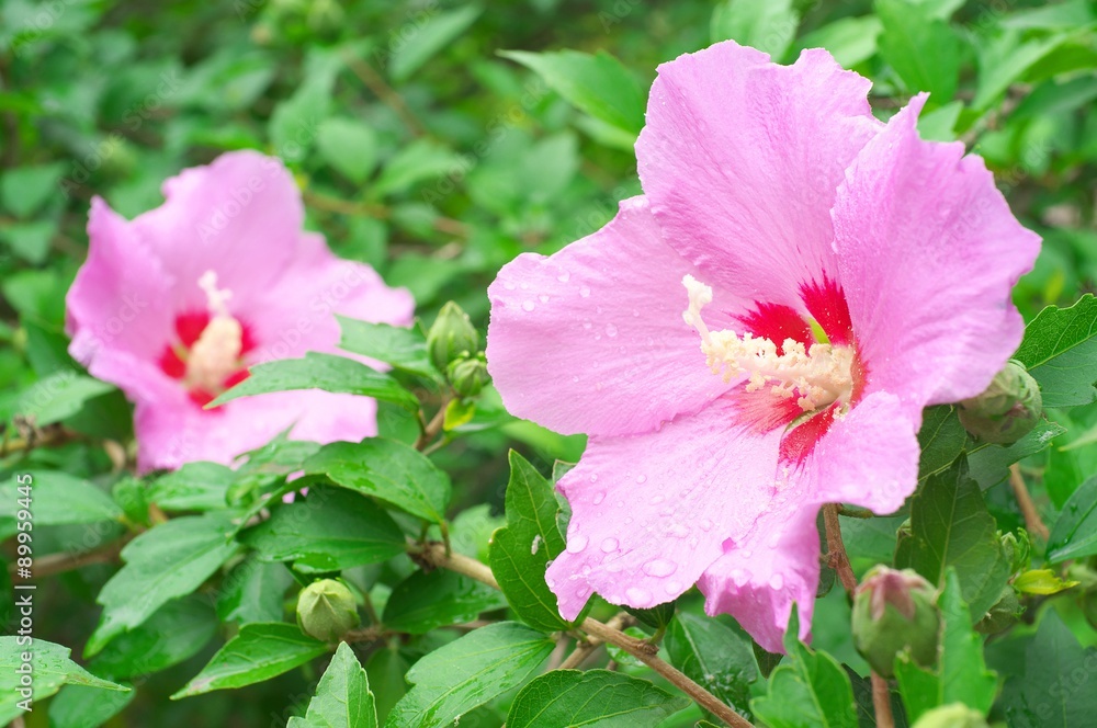 pink rose of sharon flower hibiscus syriacus pink rose of sharon flower hibiscus syriacus