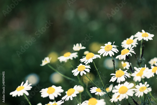 Wild chamomile on a meadow. photo