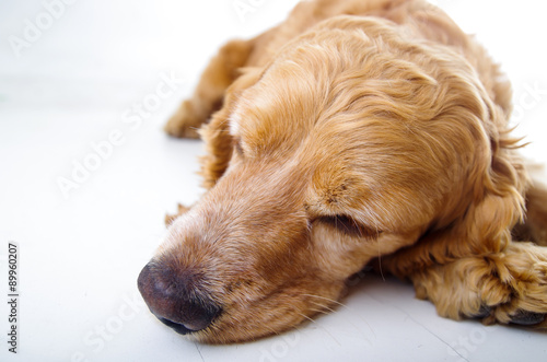 Cute English Cocker Spaniel puppy lying and relaxing in front of a white background