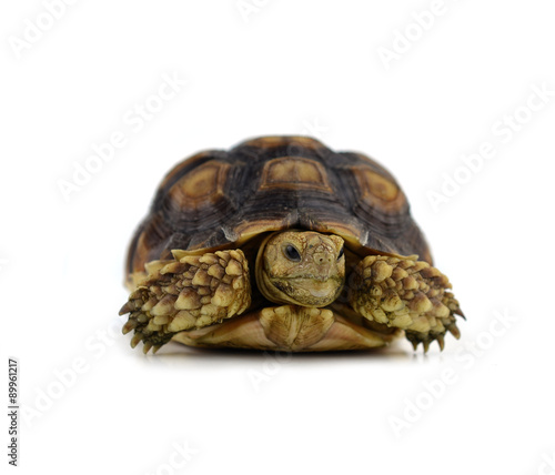 turtle isolated on white background