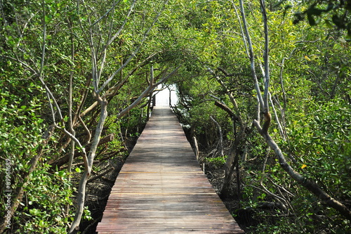 Wooden Pathway in Mangrove Forests