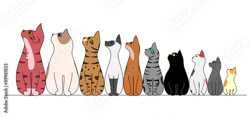 cats in a row,looking away