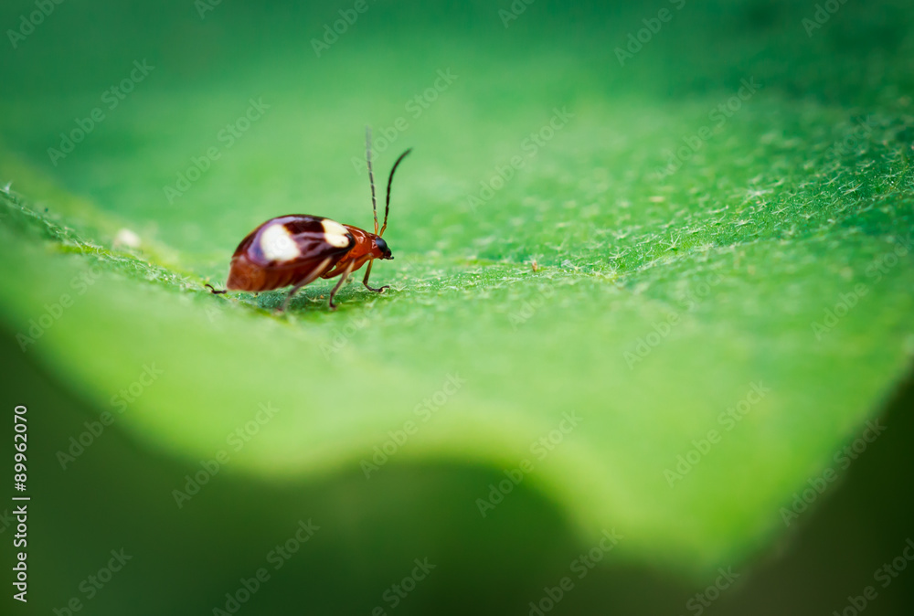 ladybug ladybug