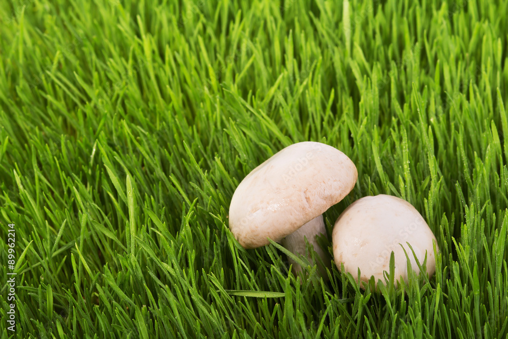 Mushrooms on green grass Mushrooms on green grass