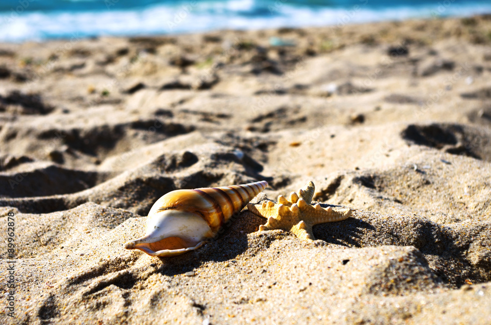sea shells with sand as background sea shells with sand as background