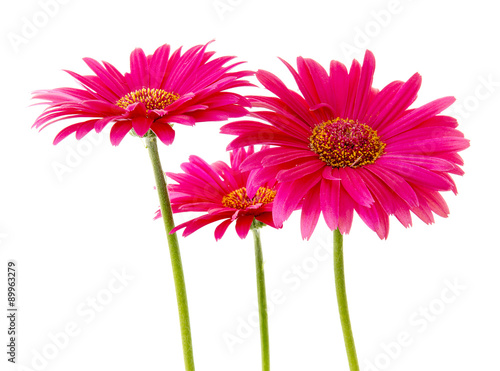 Three Pink Gerbera flowers