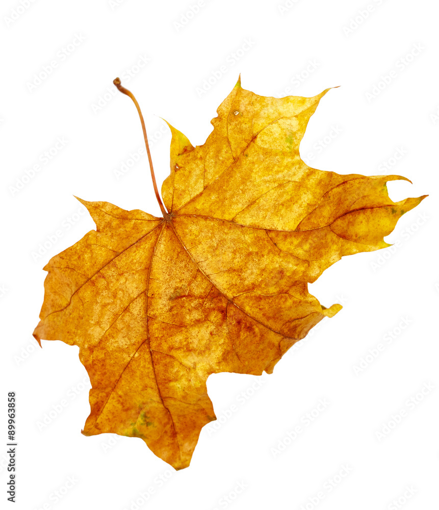 Fototapeta premium Maple autumn leaf